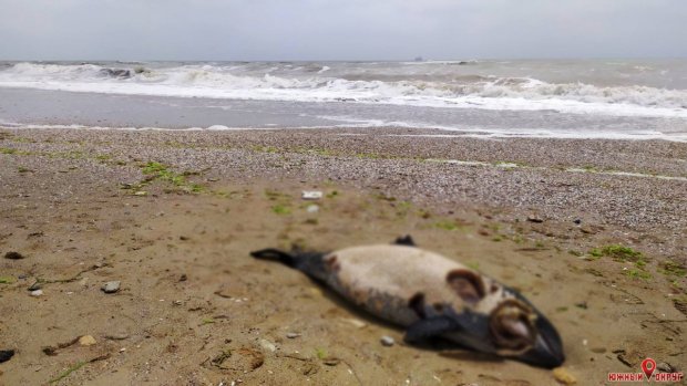 Причину погибшего дельфиненка экологи Южного назвать затрудняются (фото)