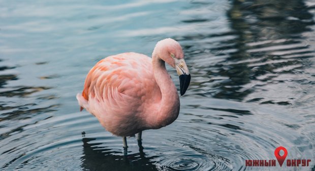 На Тилигульском лимане осели фламинго (фото)