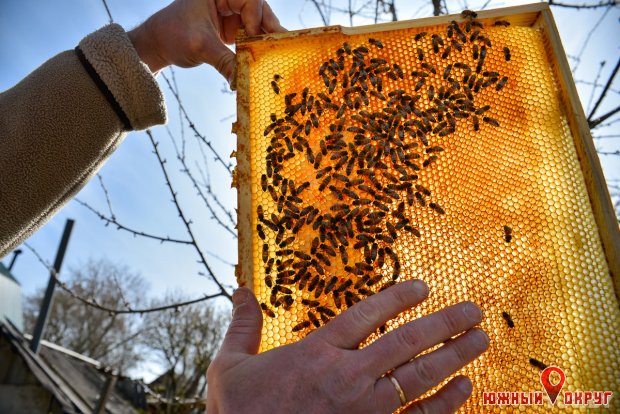 Развитие отрасли пчеловодства. Взаимодействие: пасечник - аграрий - власть