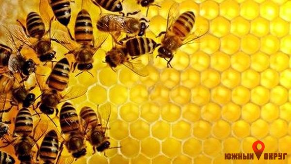 Как будут поддерживать пчеловодов в Лиманском районе