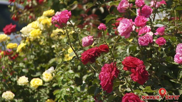 Миллион алых роз: история цветовода Лиманщины, богатство которого составляет более 500 сортов (фото)