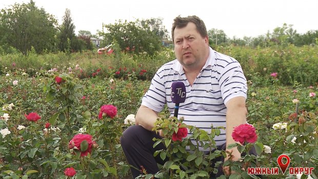 Владимир Громлюк, агроном, коллекционер роз во втором поколении.