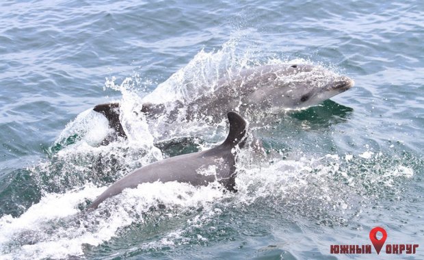 Экологи призывают проводить фотоидентификацию дельфинов (фото)
