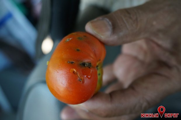 В Фонтанке карантин: южноамериканская моль уничтожает томаты (фото)