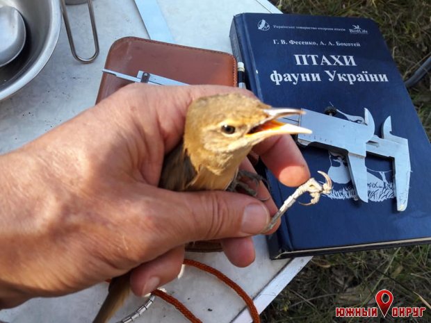 В Тилигульском ландшафтном парке исследователи окольцевали птиц