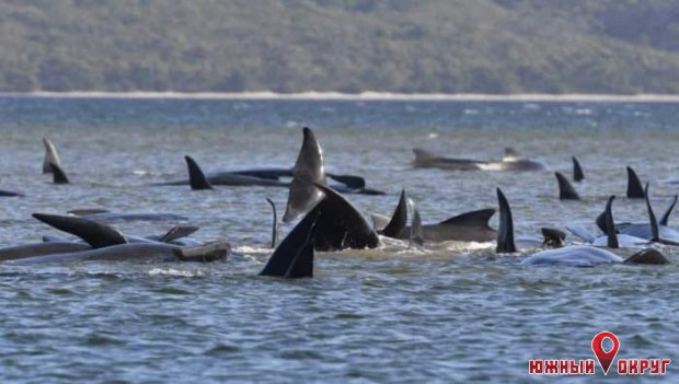 Почти 400 китов погибли у берегов Тасмании