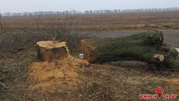 Южненцы в ожидании суховеев: на участке дороги Сычавка-Коблево спиливают деревья (фото)