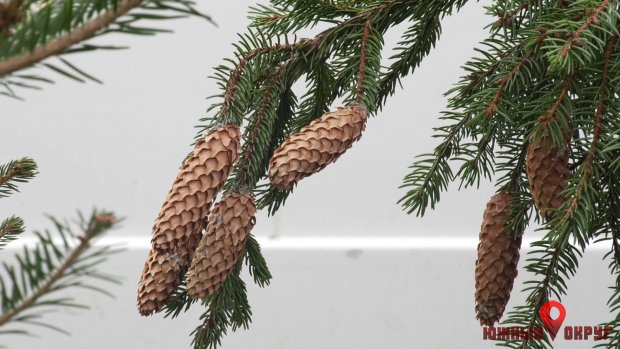 Новогодние елки: во сколько обойдутся и какие предпочитают южненцы (фото)