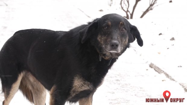 Южненские зоозащитники: животным тяжело пережить зиму на улице (фото)