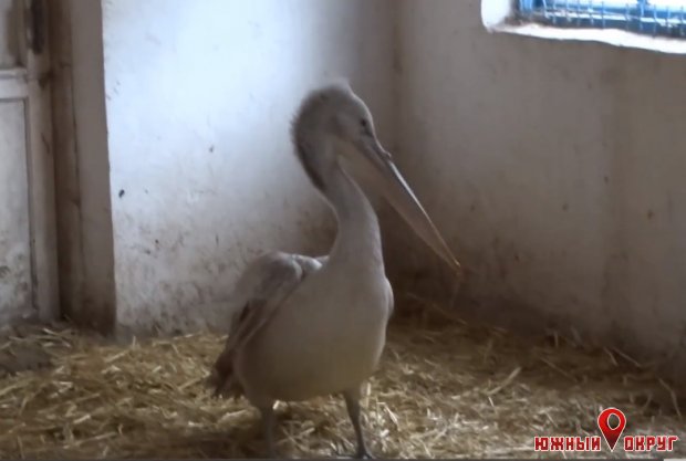 В Одесском зоопарке спасают краснокнижного пеликана, которого нашли на Тилигульском лимане