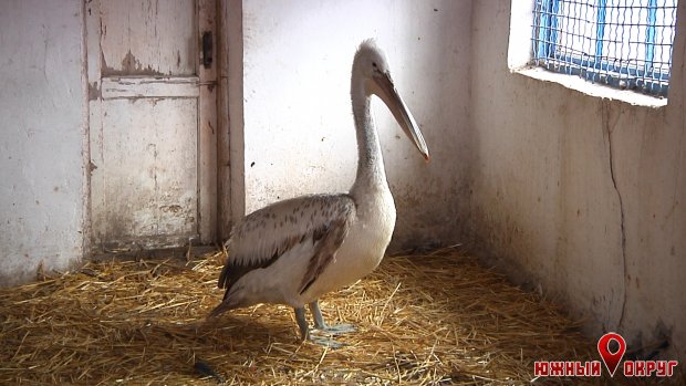 Пеликан Дэн останется в Одесском зоопарке (фото)