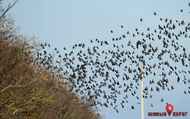 В РЛП “Тилигульский‟ прилетели первые мигранты в мире птиц (фото)