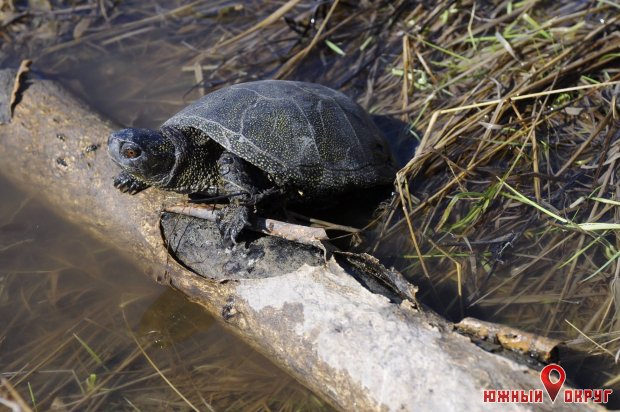 В РЛП “Тилигульский‟ после зимней спячки проснулись болотные черепахи (фото)