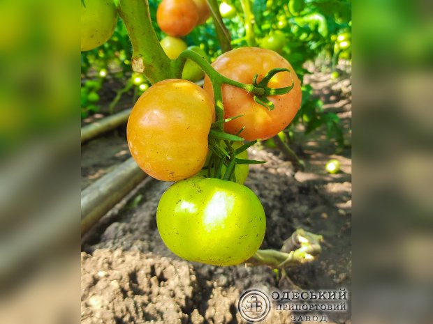 На ОПЗ в теплицах собрали первый урожай томатов (фото)