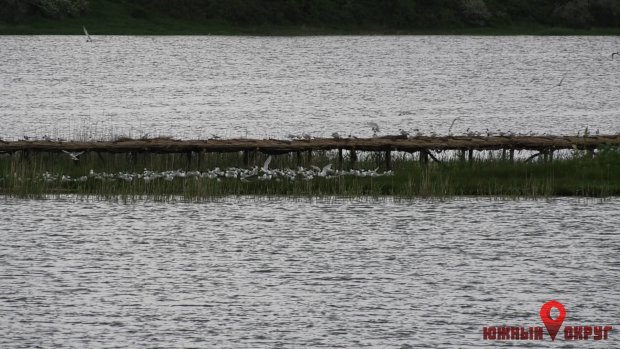 В РЛП “Тилигульский‟ для гнездования птиц строят искусственные острова (фото)