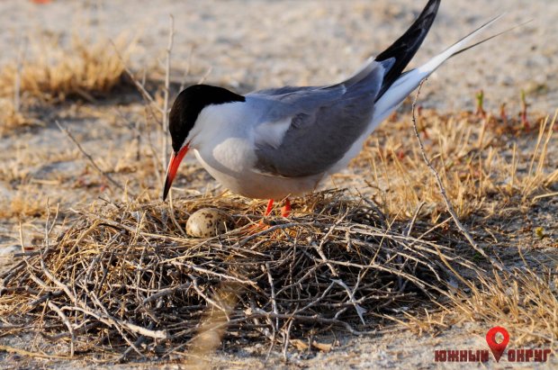 Гнездование — самый ответственный период в жизни птиц