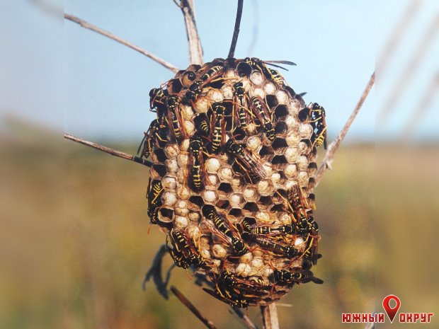 РЛП “Тилигульский‟: одни из звеньев в цепи биоразнообразия природы на Тилигуле — бумажные осы