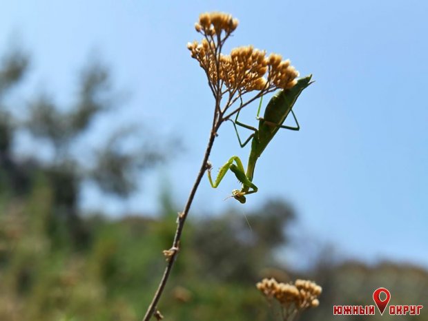 На Тилигуле обитают необычные насекомые — богомолы