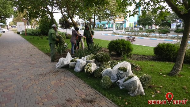 В Южном сотрудники коммунального предприятия высаживают хризантемы перед Днем города (фото)
