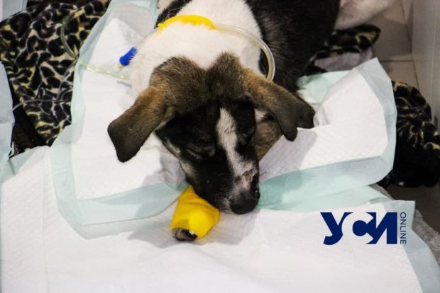 Ветеринары спасли собаку, которую нашли в Чабанке с огнестрельным ранением в голову (фото)