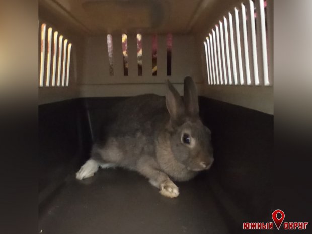 Ищет новый дом: в Южном спасли кролика из мусорного контейнера
