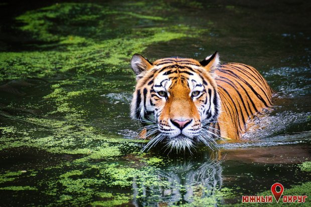 Черный водяной тигр — что ожидать от символа 2022 года