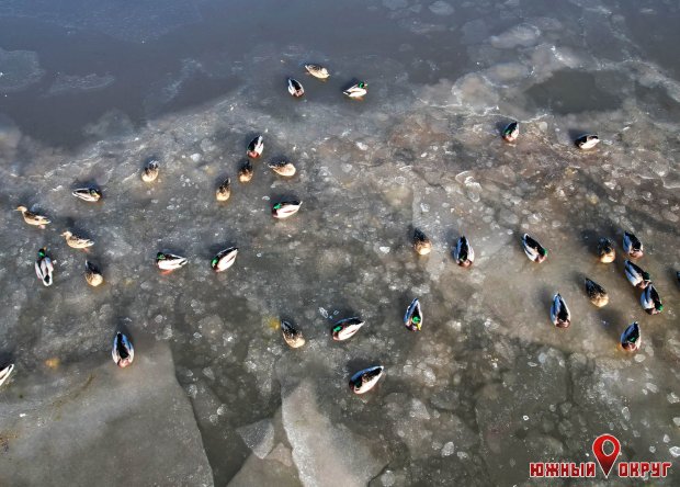 Среднезимний учет птиц — на Тилигульском лимане экологи провели исследования (фото)