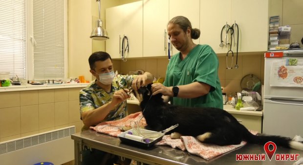 В Южненской ОТГ на безоплатной основе стерилизуют бездомных кошек и собак (фото)